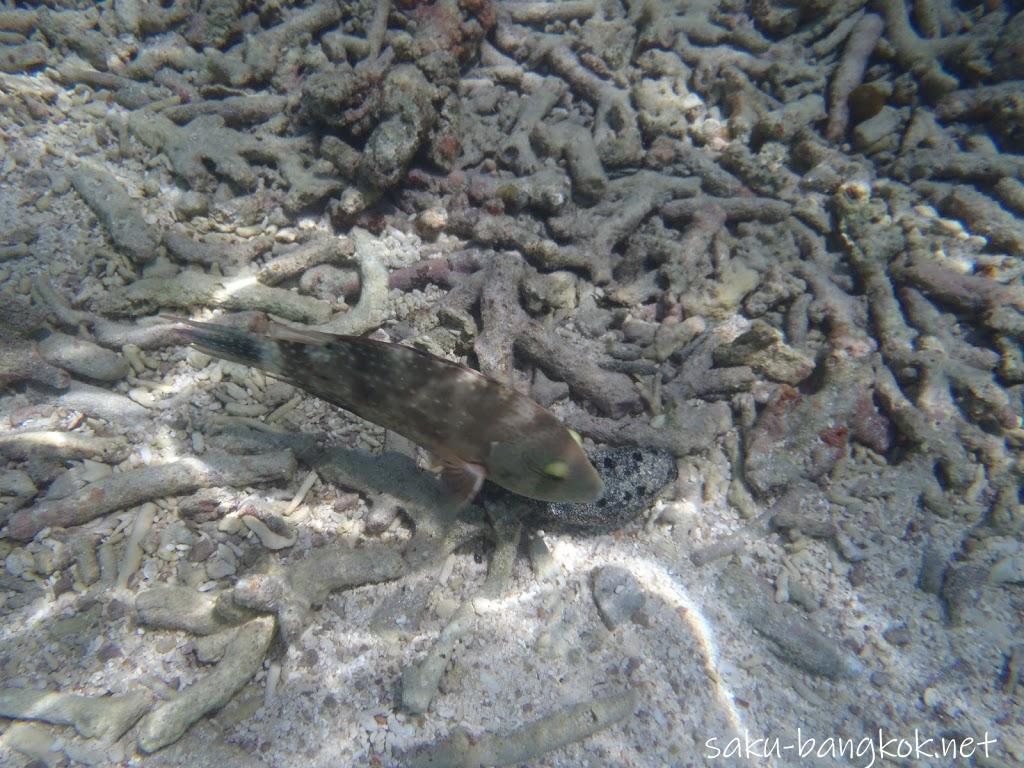 タイ・サムイ島発のフェリーでナンユアン島の絶景を見に行こう