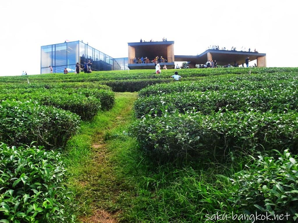 ェンライ・チュイフォン（Choui Fong）の茶畑はおしゃれカフェ併設で若者に大人気！