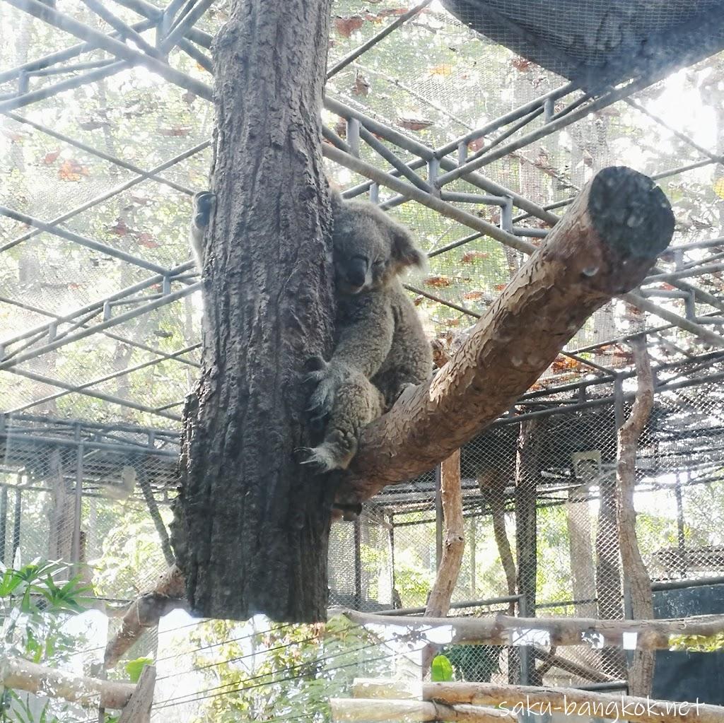 チェンマイ動物園でパンダを見よう【チェンマイ旅行記2017