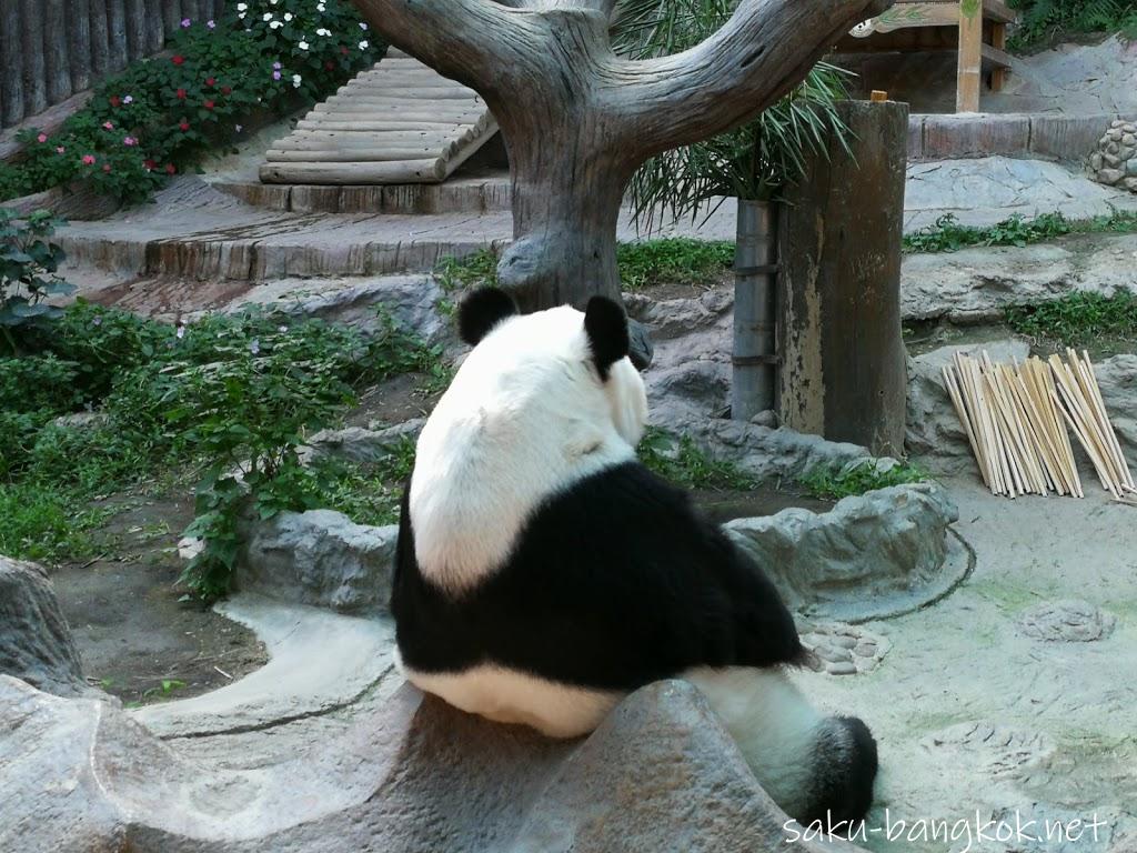 チェンマイ動物園でパンダを見よう【チェンマイ旅行記2017