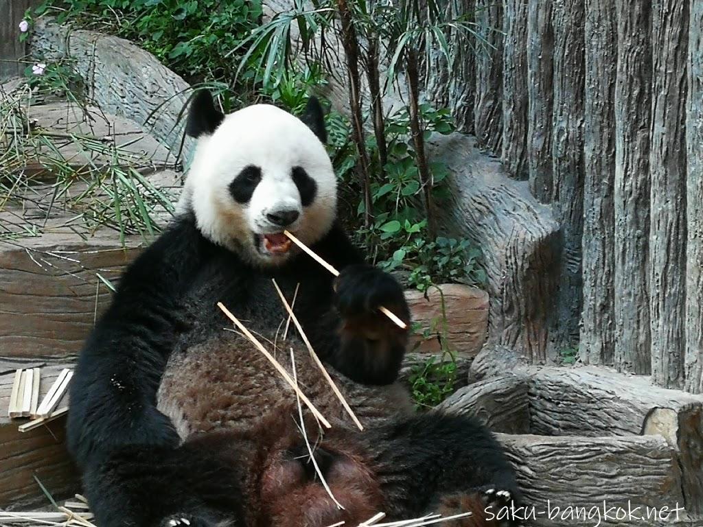 チェンマイ動物園でパンダを見よう【チェンマイ旅行記2017