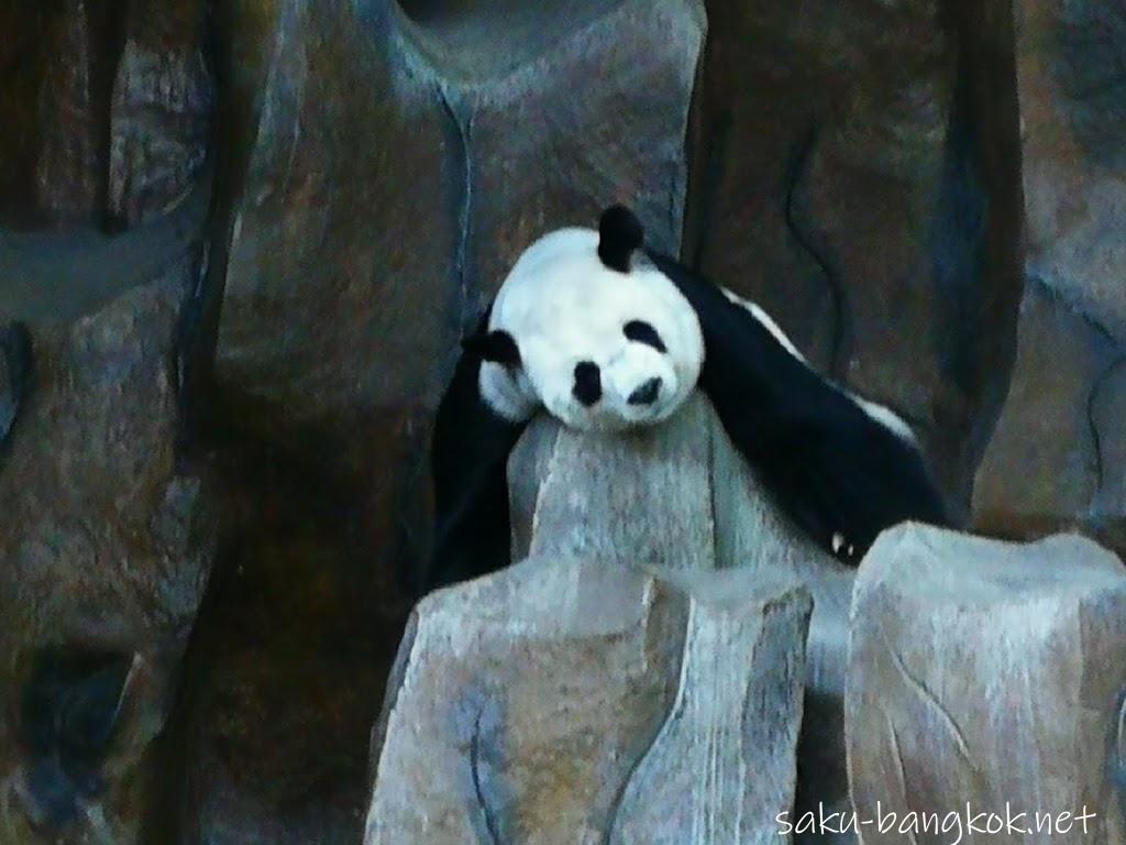 チェンマイ動物園でパンダを見よう【チェンマイ旅行記2017