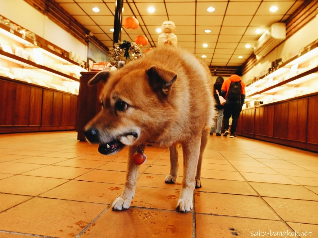 九份の犬