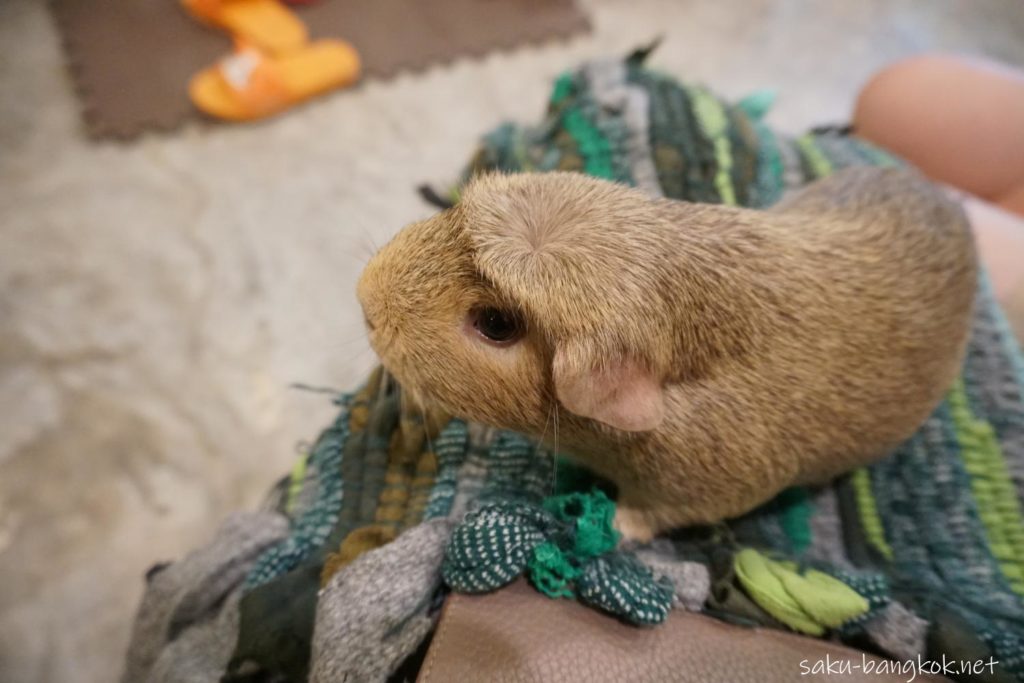 うさぎカフェ【Rabbit Cafe】ひざの上にうさぎを乗せる