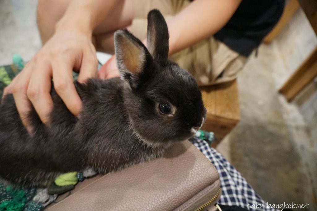 うさぎカフェ【Rabbit Cafe】ひざの上にうさぎを乗せる