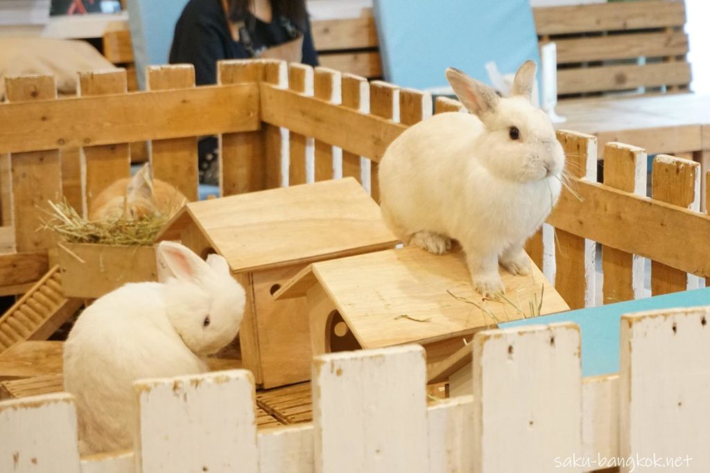 うさぎカフェ【Rabbit Cafe】のタイトル画像