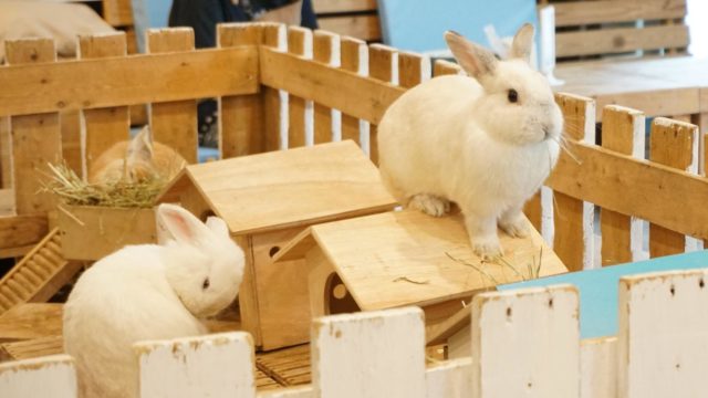 うさぎカフェ【Rabbit Cafe】のタイトル画像