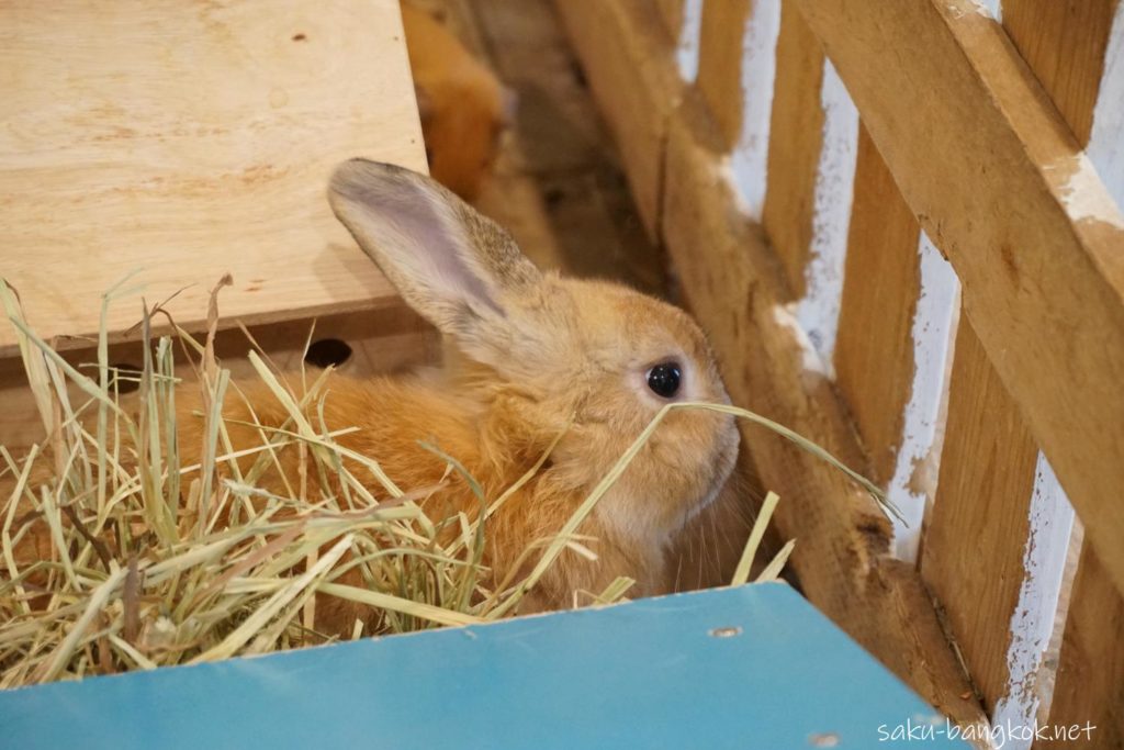 うさぎカフェ【Rabbit Cafe】のうさぎ