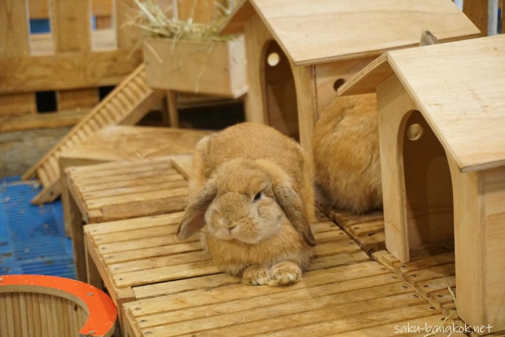 うさぎカフェ【Rabbit Cafe】のうさぎ