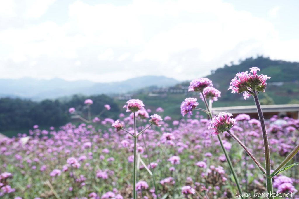 チェンマイ郊外の花畑