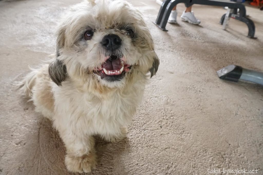 ブアカーオビレッジにいた犬