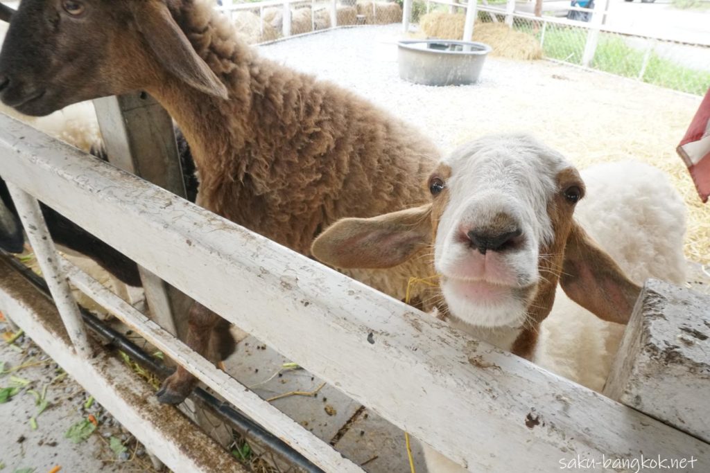 バンコクにあるクローンラットマヨム水上マーケット　山羊の餌やり