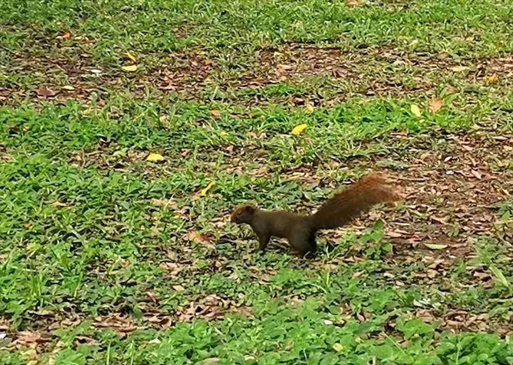 バンコク「ルンピニ公園」ミズオオトカゲを観察できる都会のオアシス