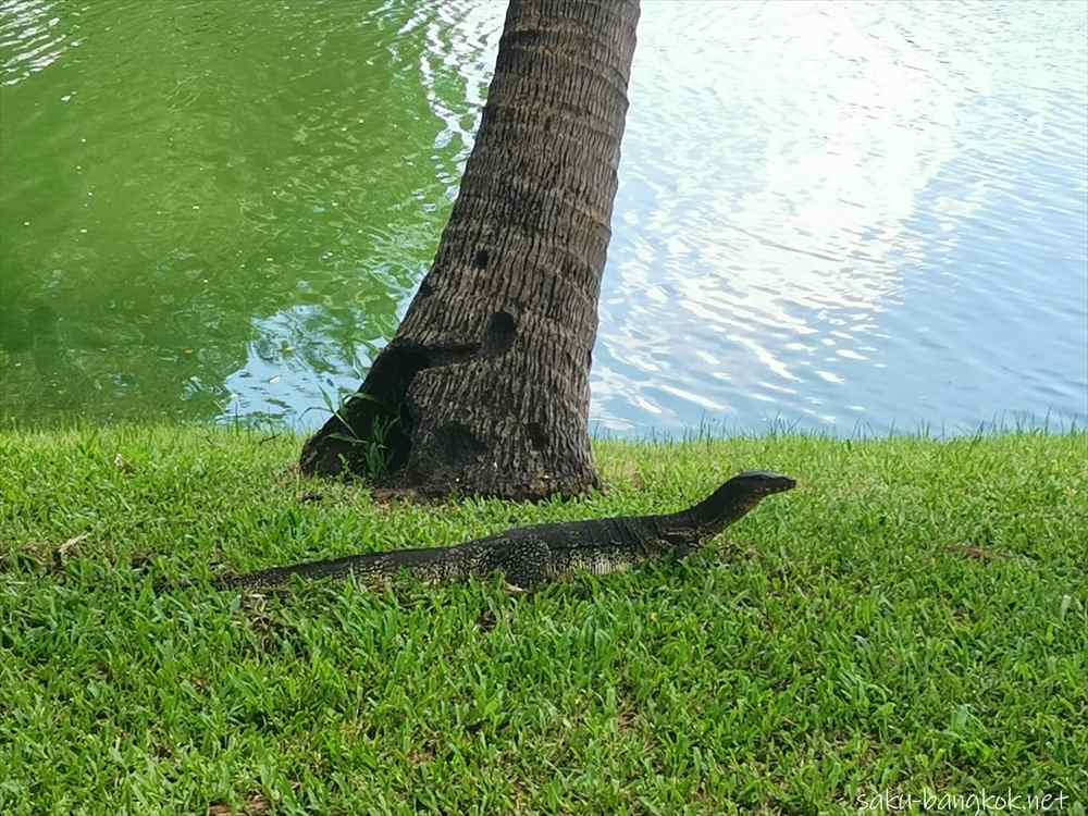 バンコク「ルンピニ公園」ミズオオトカゲを観察できる都会のオアシス